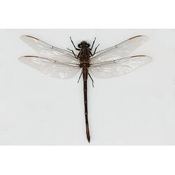 Our Wondrous Planet, Our Wild Family: Dry Specimen - Giant petaltail, <em>Petalura ingentissima</em> Tillyard, 1908