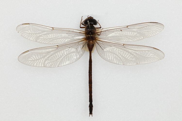 <em>Gynacantha</em> sp., two-spined darner. [ODO 4376]