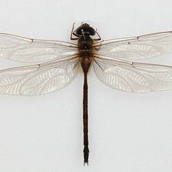 Our Wondrous Planet, Our Wild Family: Dry Specimen - Two-spined Darner, <em>Gynacantha</em> Rambur, 1842
