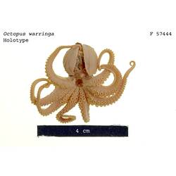 Octopus specimen beside scale bar, ventral view.