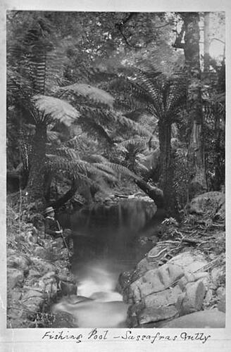 THE DANDENONGS (Continued) 1893. Fishing Pool - Sassafras Gully.