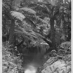 Photograph - by A.J. Campbell, Sassafras Gully, Dandenong Ranges, Victoria, 1893