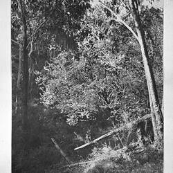 Photograph - 'Cherry Plum', by A.J. Campbell, Mitcham, Victoria, circa 1895