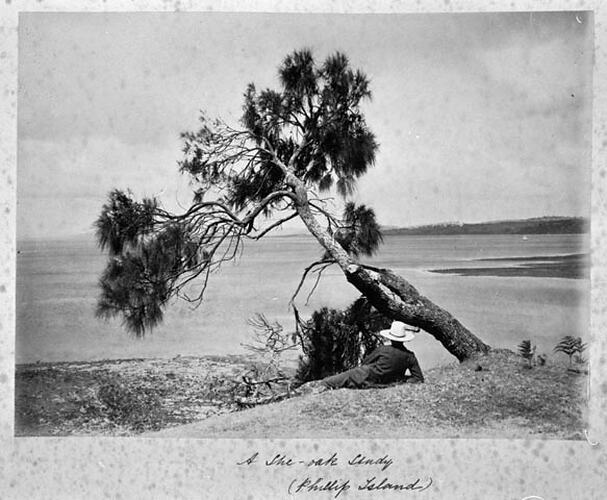 A She-oak Study (Phillip Island)