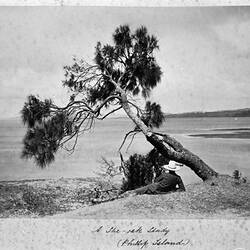 Photograph - 'A She-Oak Study', by A.J. Campbell, Phillip Island, Victoria, Easter 1902