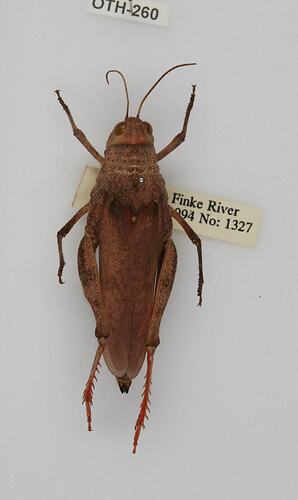 <em>Buforania crassa</em>, Common Toadhopper. [OTH 260]