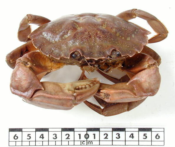 Dorsal view of crab specimen beside scale bar.