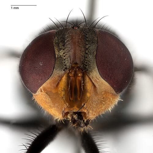 Head front view of pinned blowlfy specimen.