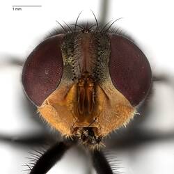 Head front view of pinned blowlfy specimen.
