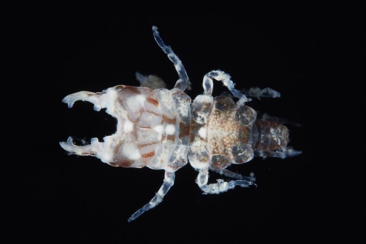 Dorsal view of isopod specimen.