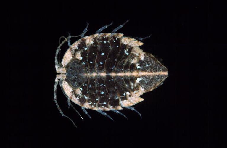 Lateral view of isopod specimen.
