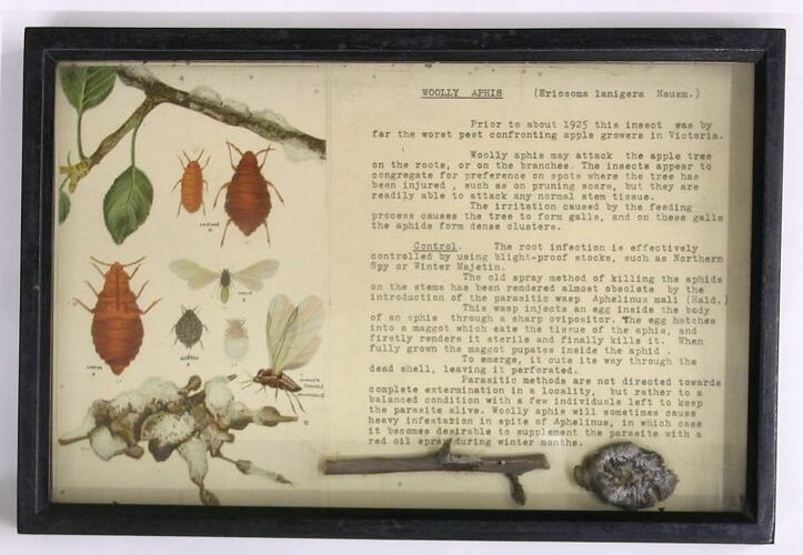 Botanical Specimen Display - Woolly Aphis