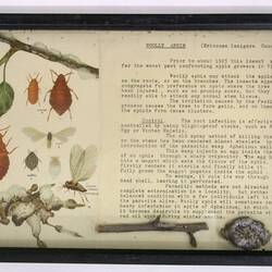 Display - Destructive Insect, Woolly Aphis, Victoria, circa 1970