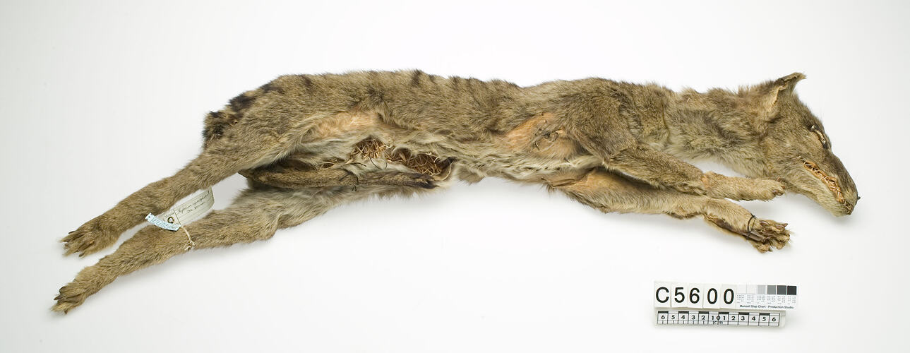 Thylacine skin specimen.