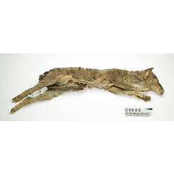 Thylacine skin specimen.