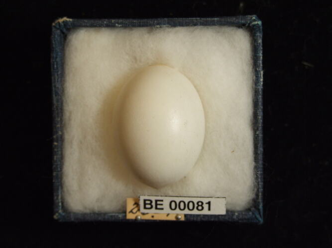 Bird egg with specimen labels in box.