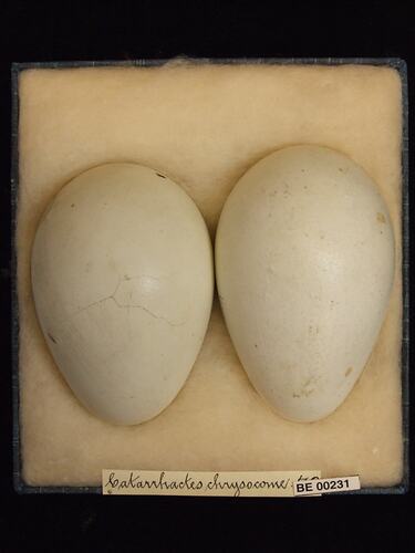 Two bird eggs with specimen labels in box.