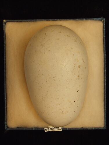 Bird egg with specimen labels in box.