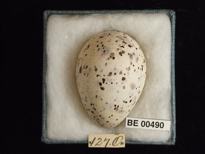 Bird egg with specimen labels in box.
