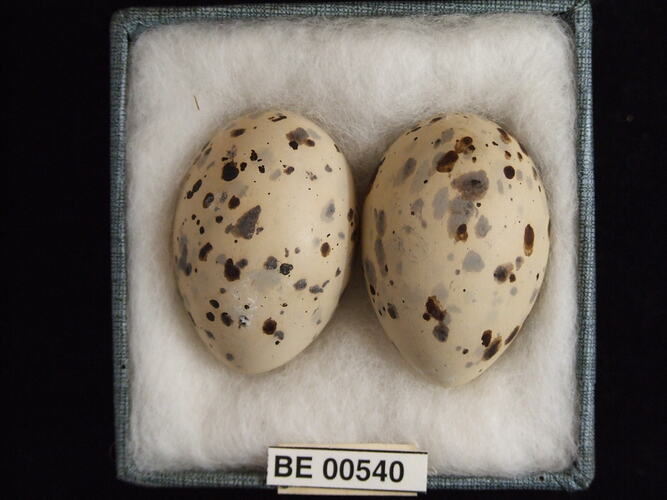 Two bird eggs with specimen labels in box.