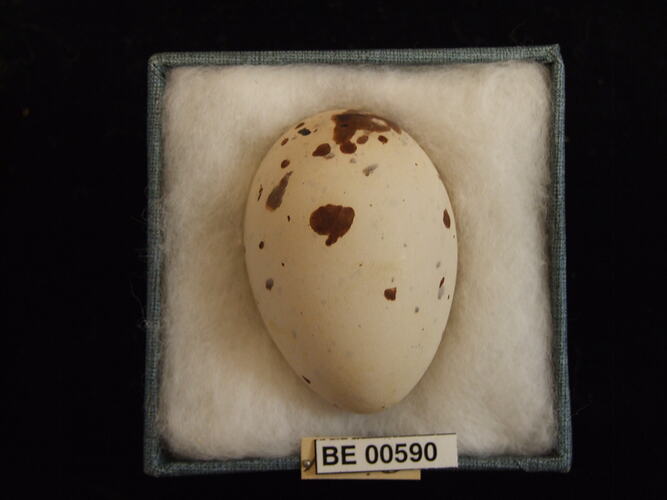 Bird egg with specimen labels in box.