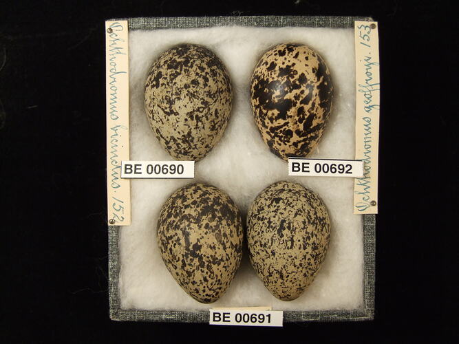 Four bird eggs with specimen labels in box.