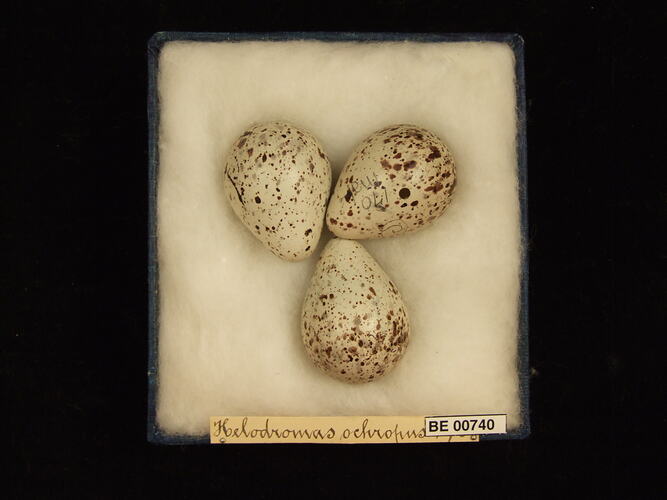 Three bird eggs with specimen labels in box.