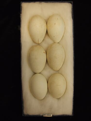 Six bird eggs with specimen labels in box.