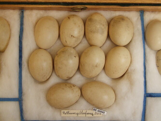 Close up of ten bird eggs in drawer.