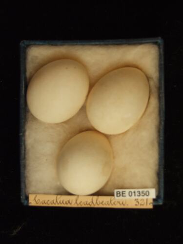 Three bird eggs with specimen labels in box.
