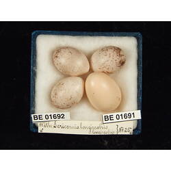 <em>Cuculus pallidus</em>