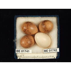 <em>Cuculus pallidus</em>