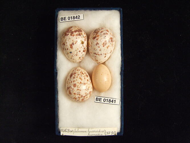 Four bird eggs with specimen labels in box.