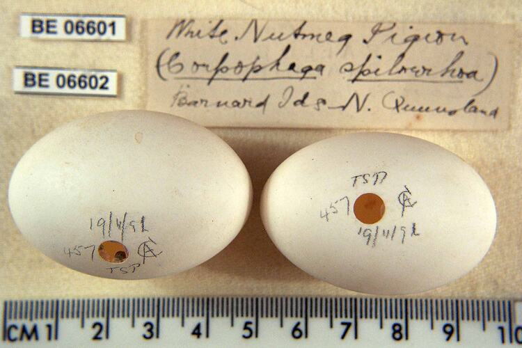 Two bird eggs with specimen labels beside ruler.