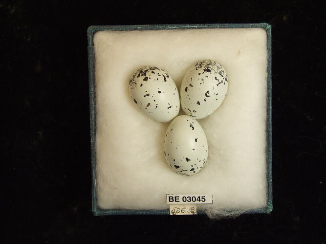 Three bird eggs in box with labels.