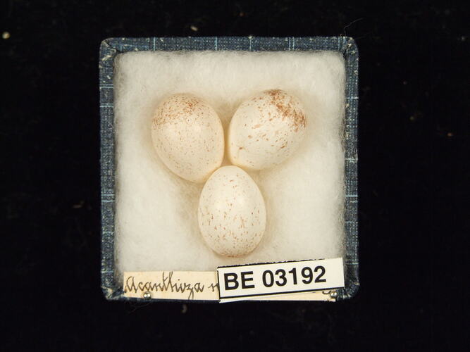 Three bird eggs in box with labels.