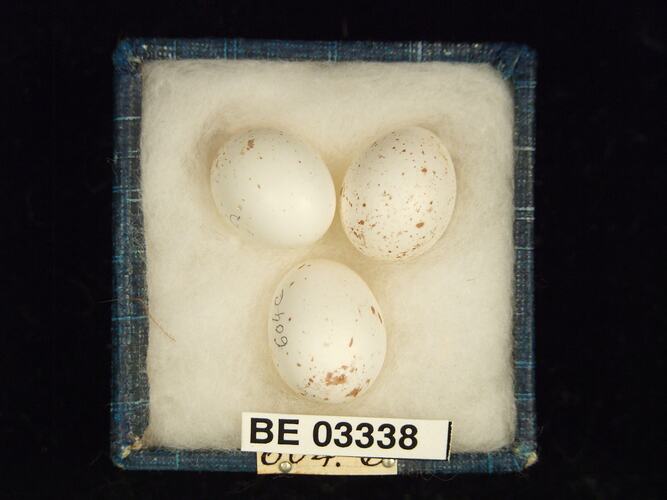 Three bird eggs in box with labels.