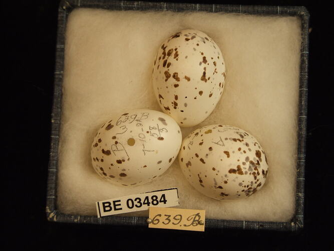 Three bird eggs in box with specimen labels.