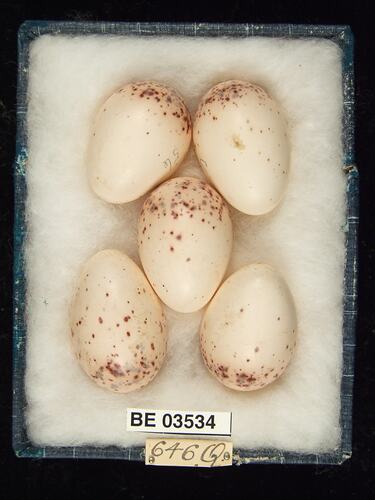 Five bird eggs in box with specimen labels.