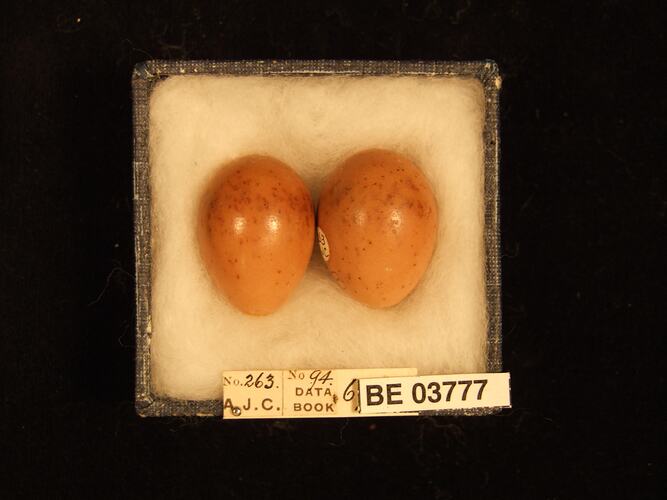 Two bird eggs in box with specimen labels.