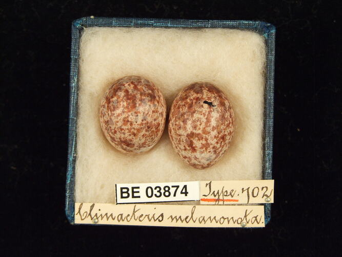 Two bird eggs in box with specimen labels.