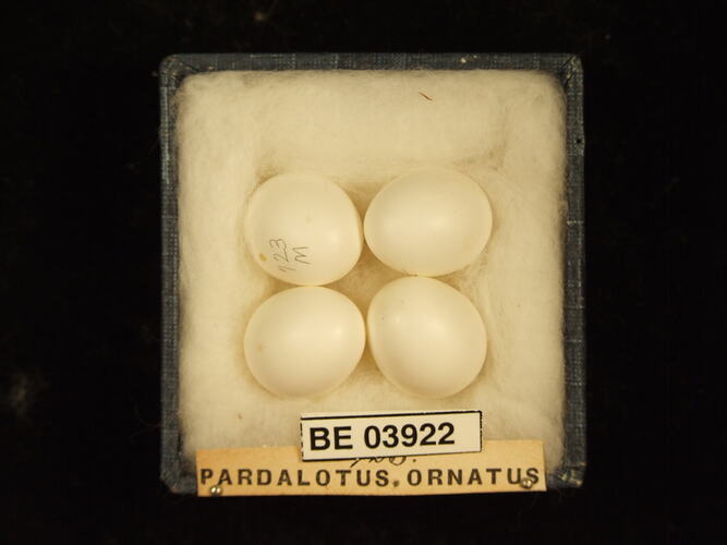Four bird eggs in box with specimen labels.