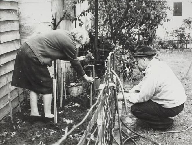 Digital Photograph - Woman & Man Gardening in Backyard, Caulfield, 1968