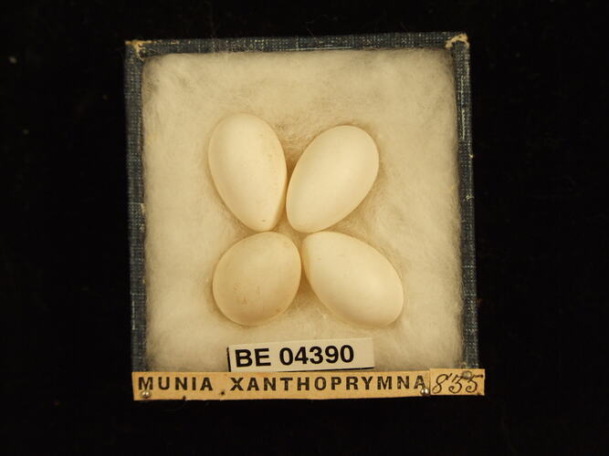 Four bird eggs in box with specimen labels.