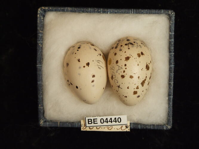 Two bird eggs in box with specimen labels.