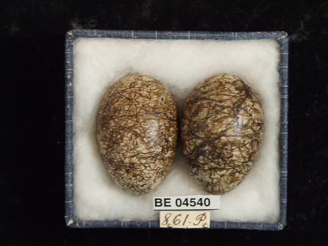 Two bird eggs with specimen labels in box.