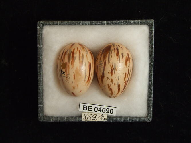 Two bird eggs with specimen labels in box.