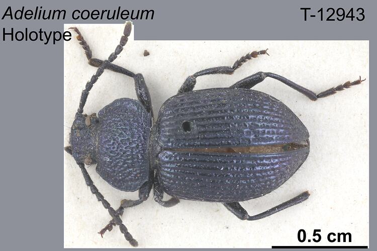 Beetle specimen, dorsal view.