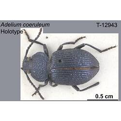 Beetle specimen, dorsal view.