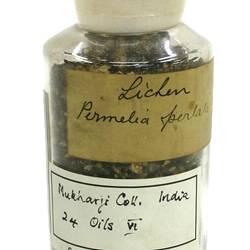 Lichen - Permelia perlata, India, 1880s
